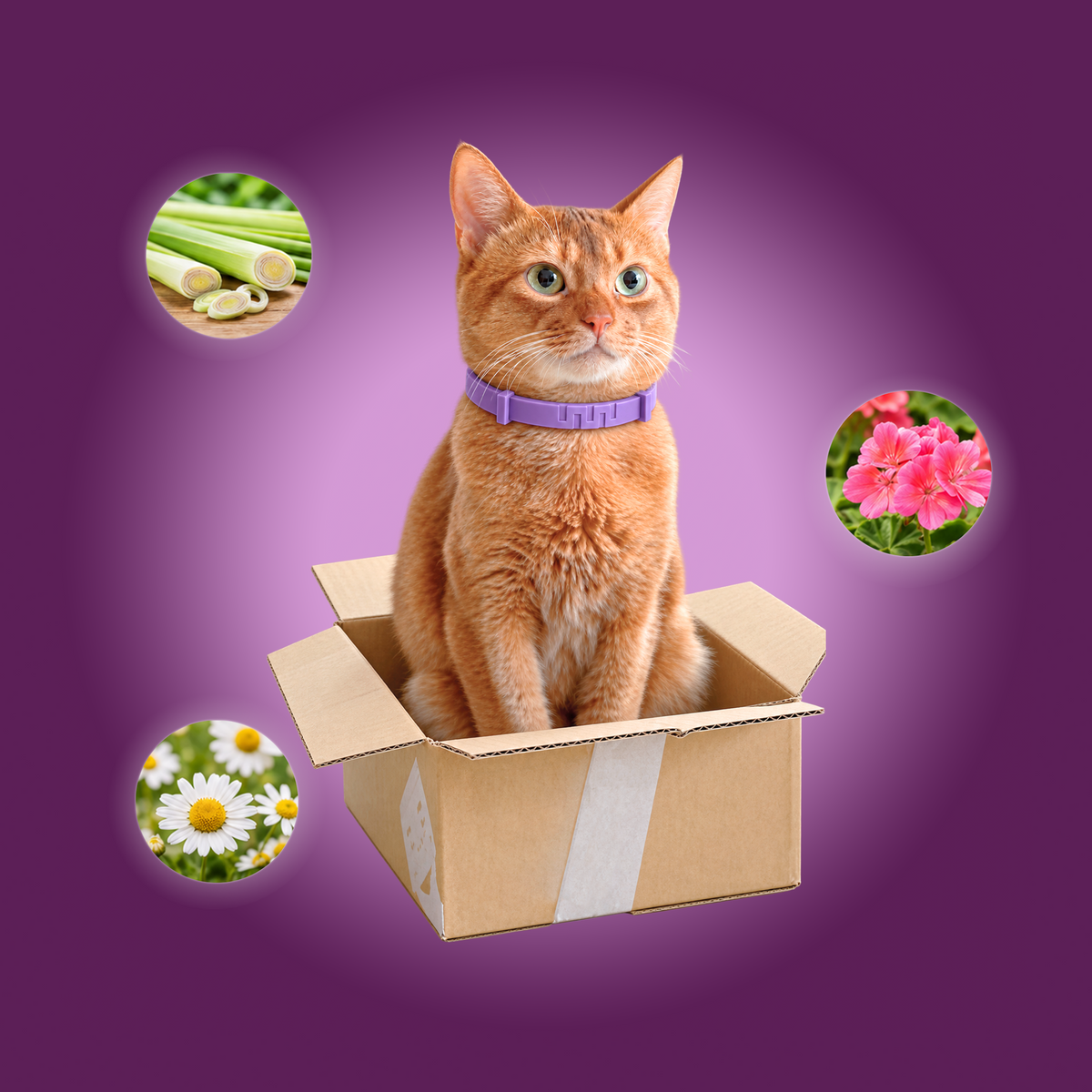 Relaxed pet wearing a calming product