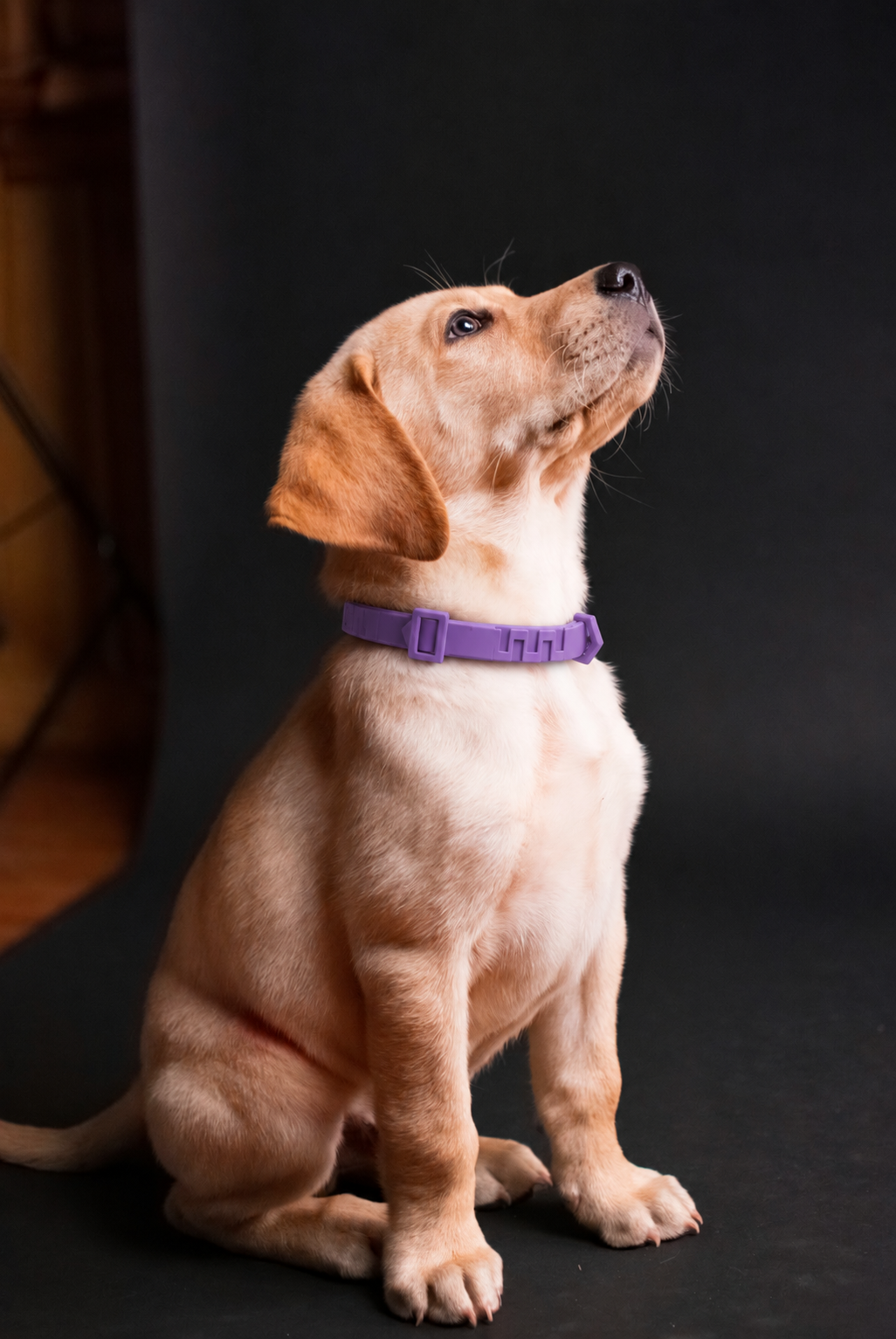 Helping Pets Feel More at Ease, Wherever Life Takes Them.