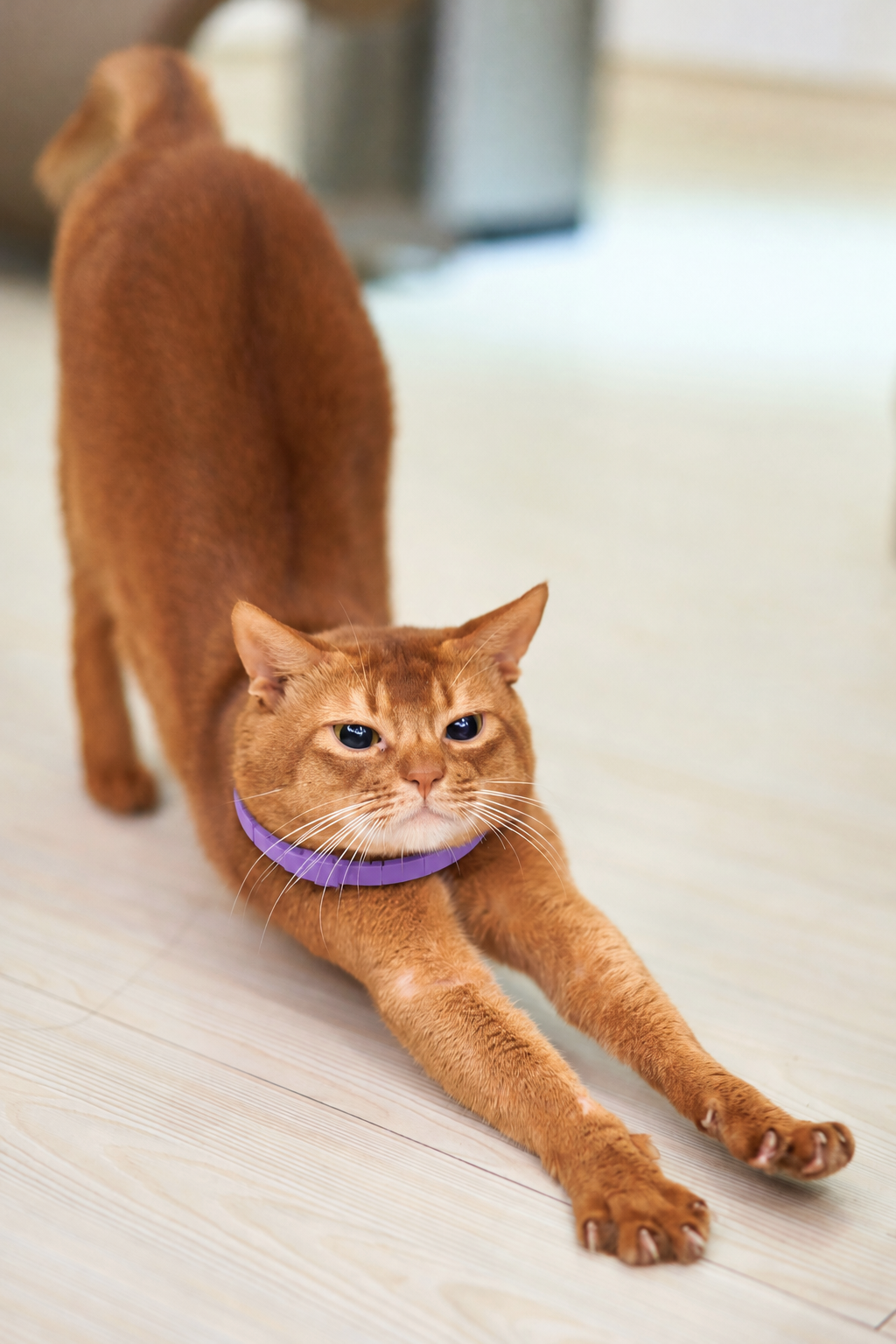 Helping Pets Feel More at Ease, Wherever Life Takes Them.