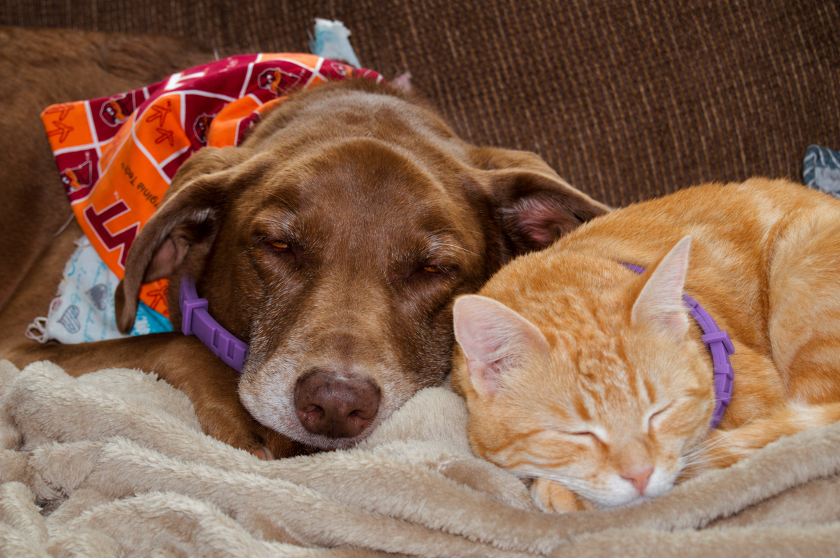 Helping Pets Feel More at Ease, Wherever Life Takes Them.